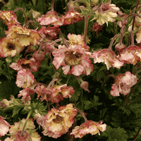 Close-up of a cluster of ruffled peony-like flowers in soft pink, cream, and yellow tones with green foliage.