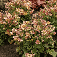 Close-up of a flowering plant with many small pale pink to cream blossoms and green leaves growing in dark soil.
