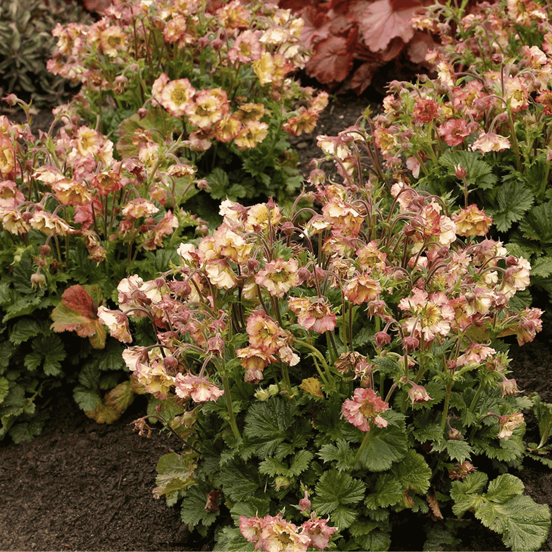 Close-up of a flowering plant with many small pale pink to cream blossoms and green leaves growing in dark soil.
