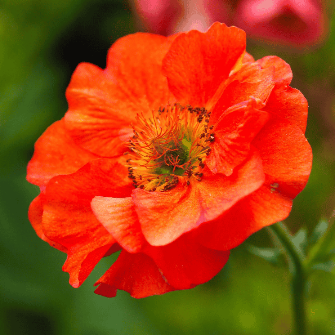 A close-up of a bright orange-red flower with layered petals and a yellow-orange center, photographed outdoors against a blurred green background.