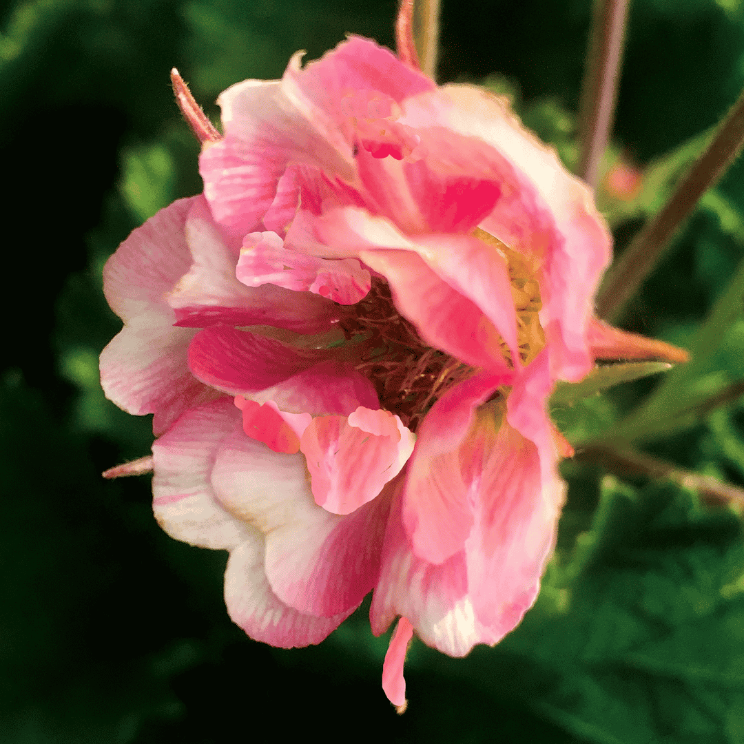 A close-up of a pink and white layered flower with a yellow center, set against a dark green blurred background.