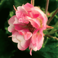 A close-up of a pink and white layered flower with a yellow center, set against a dark green blurred background.