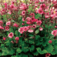 A dense cluster of pink flowers with green leaves, photographed in a garden-like setting with natural light and a softly blurred background.