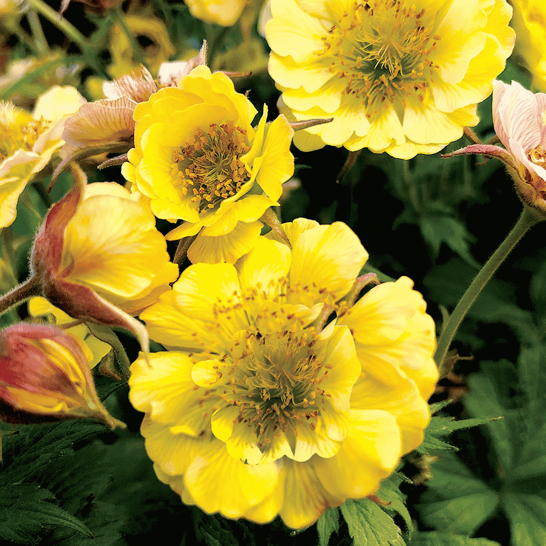 Close-up of bright yellow wildflowers with green leaves in a garden setting.