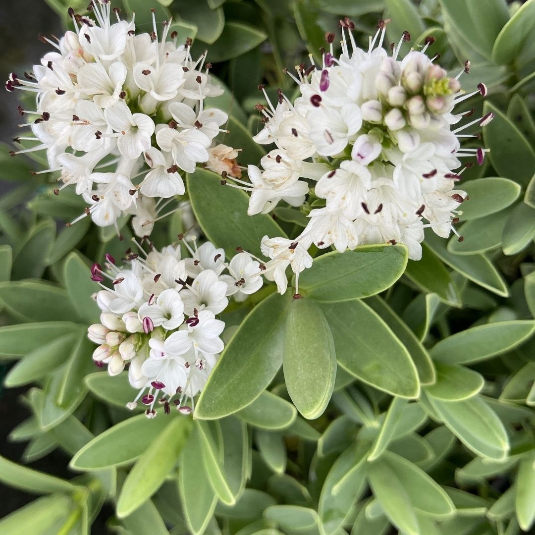 Close-up of a flowering plant with clusters of small white blossoms and glossy green leaves.