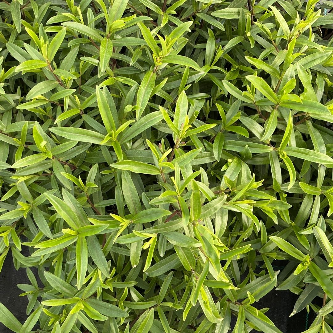 Close-up of a dense green leafy plant with narrow, elongated oval leaves growing closely together.