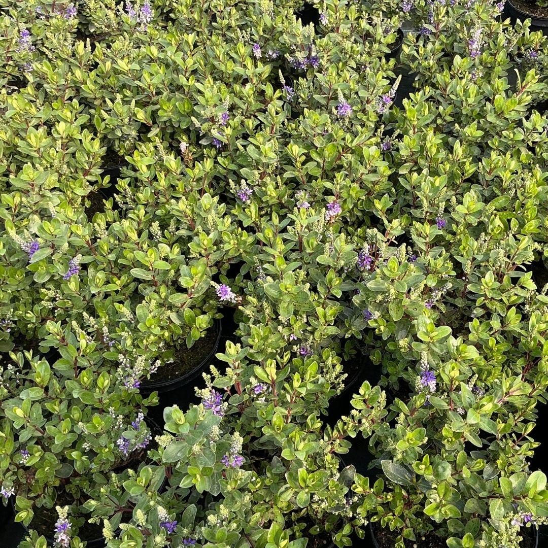 Hebe ‘Autumn Glory’ evergreen shrub with purple flowers and glossy green foliage