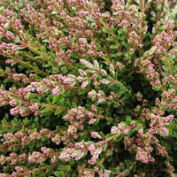 Close-up of a dense low-growing shrub with small oval green leaves and many pink flower buds clustered throughout.