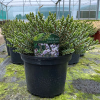 A potted Hebe 'Bay Marie' plant in a black nursery pot, situated in a greenhouse. The dense, low-growing shrub features small green leaves with reddish-brown stems, and a paper tag is inserted in the center.