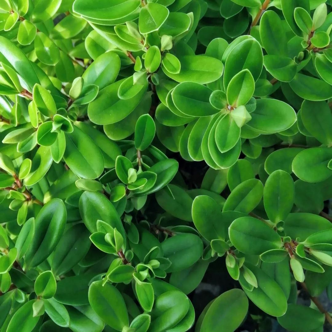 Hebe ‘Blue Gem’ evergreen shrub with glossy green foliage and fresh new growth