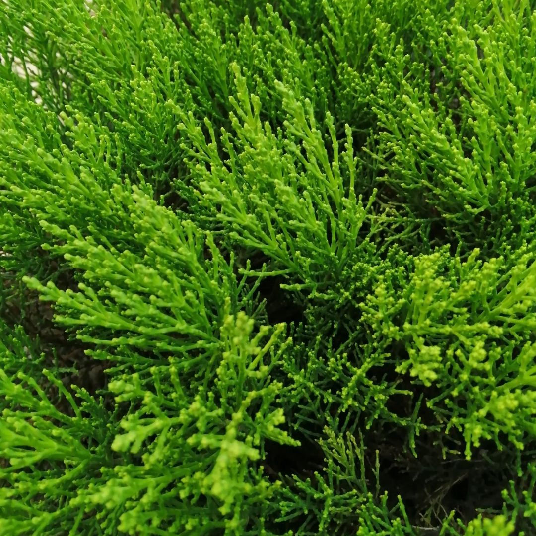 Hebe ‘Boughton Dome’ evergreen shrub with dense, bright green conifer-like foliage