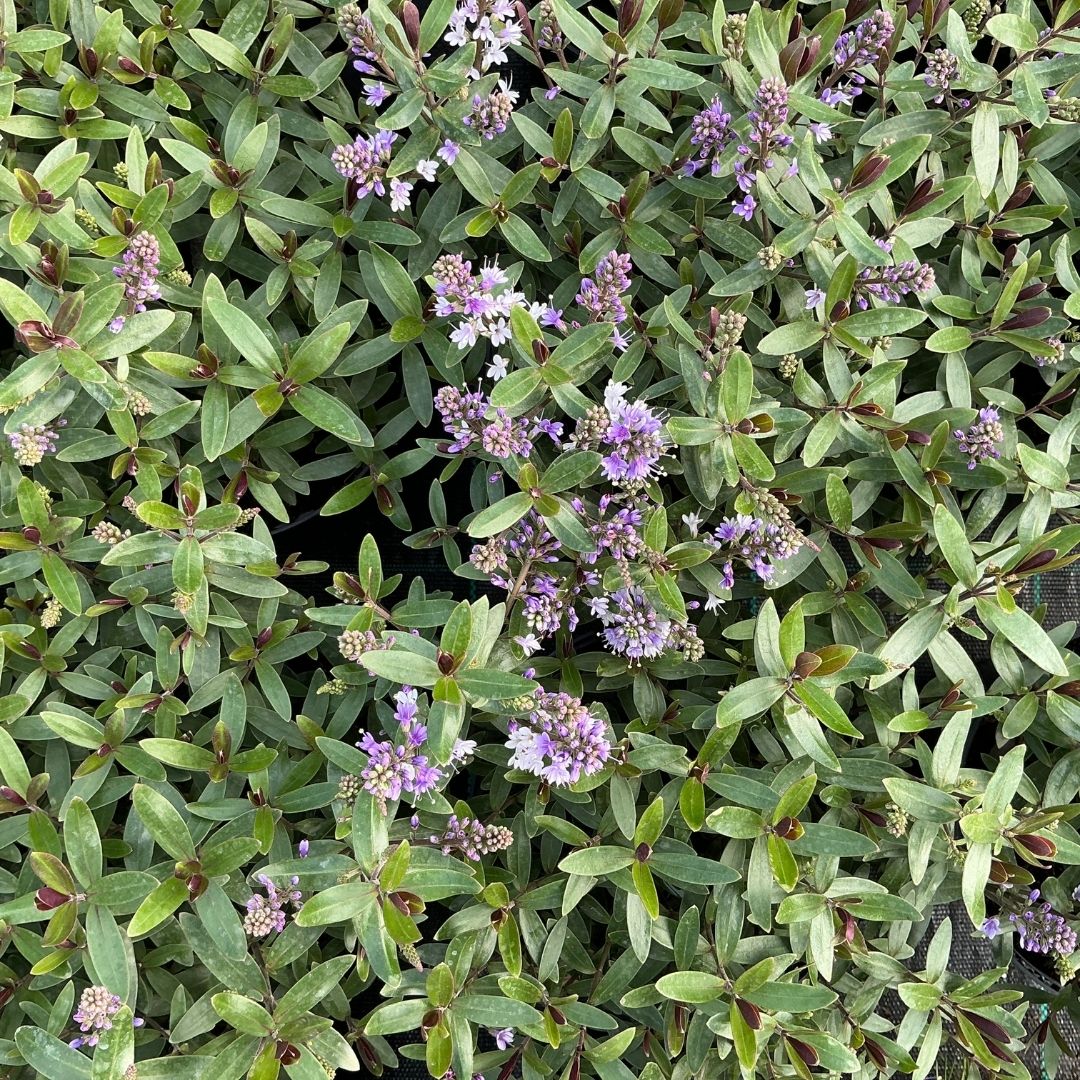 A dense compact plant with oval green leaves and clusters of small light purple flowers, photographed from above.