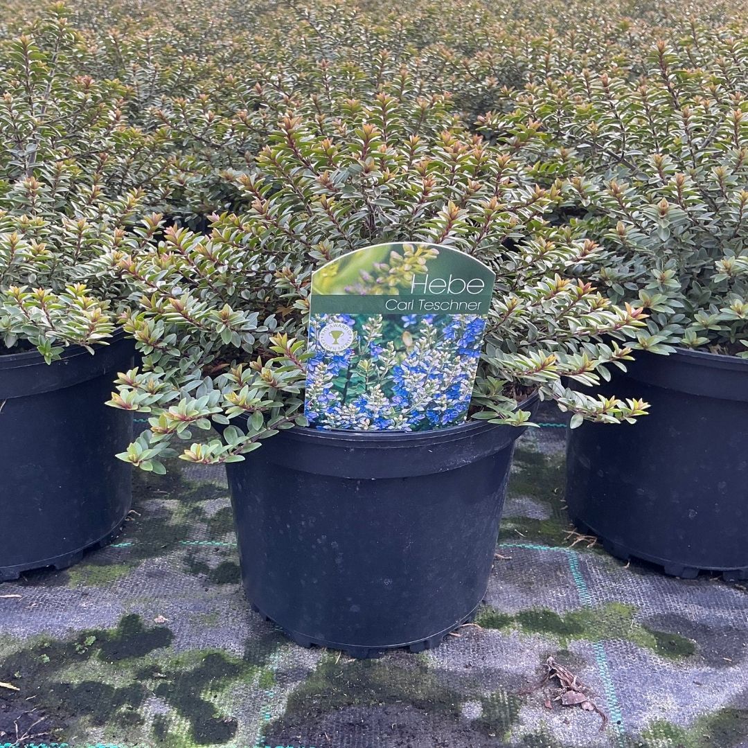 A potted Hebe 'Carl Teschner' plant in a black nursery pot, standing on a greenhouse floor mat with other plants in the background.