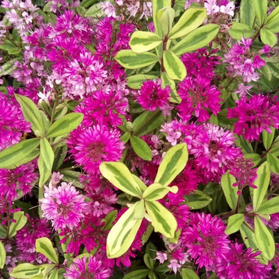 Close-up of a dense flowering plant with bright magenta-pink starry flowers and variegated green and yellow leaves.