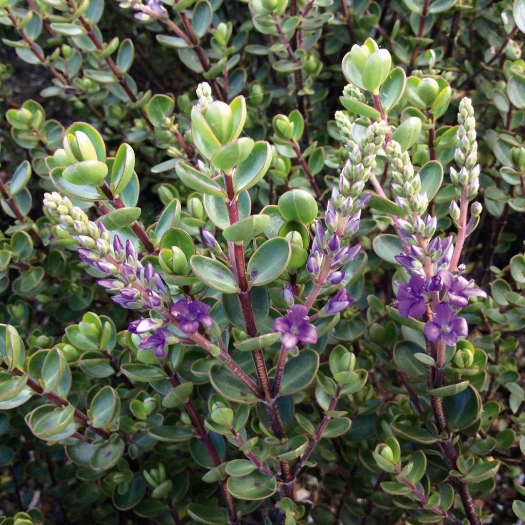 Hebe ‘Champion’ evergreen shrub with purple flower spikes, rounded green leaves and dark red stems