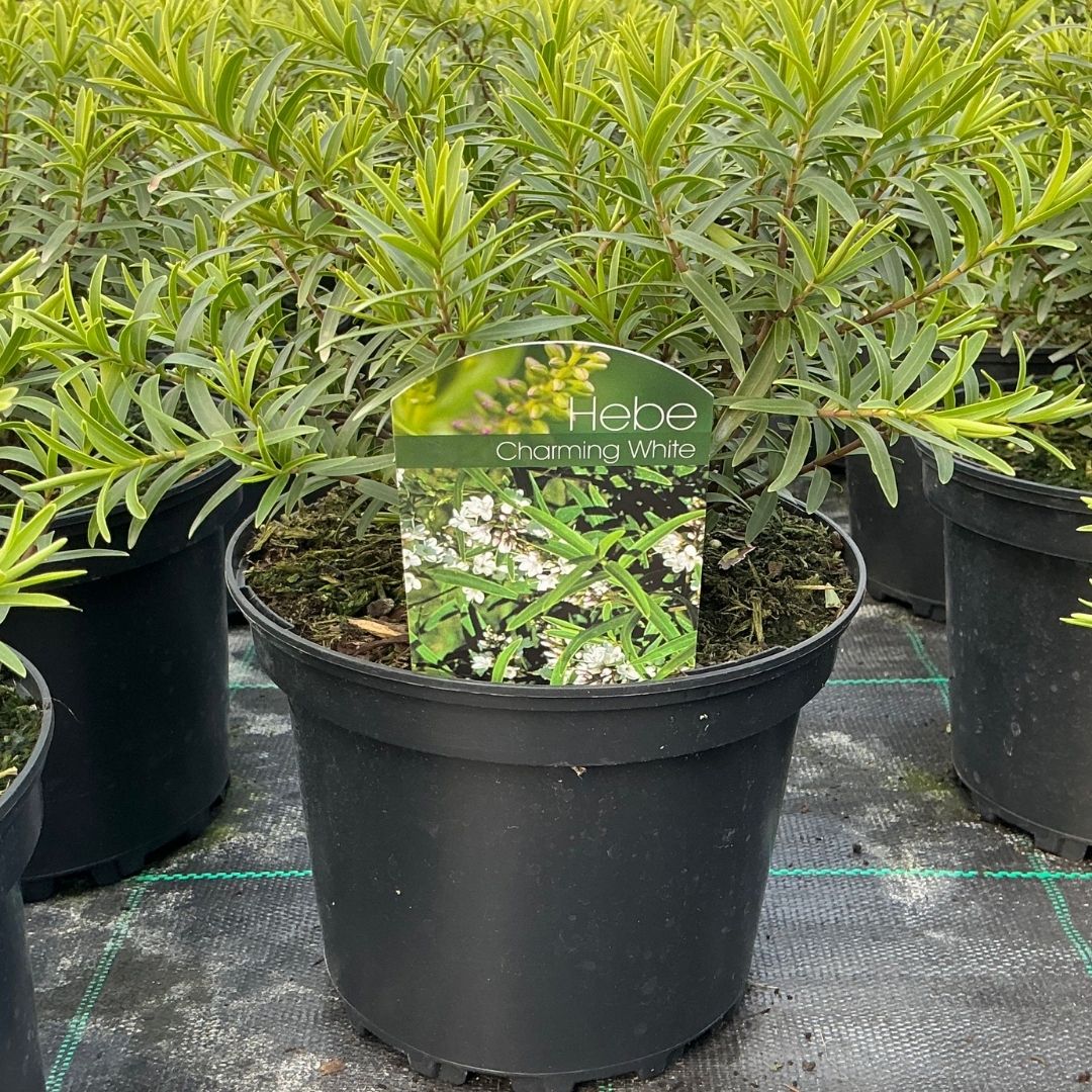 A potted Hebe 'Charming White' shrub in a black plastic nursery pot, with green foliage and a plant tag visible, set among other similar pots on a black mesh ground cover.