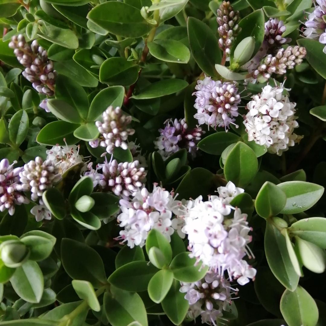 Hebe chathamica with pale lilac-white flower spikes and glossy green foliage