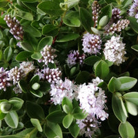 Hebe chathamica with pale lilac-white flower spikes and glossy green foliage