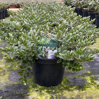 Hebe chathamica evergreen shrub with spreading branches in a nursery pot