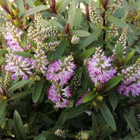 Close-up of a flowering plant with clusters of light purple and white flowers surrounded by green leaves.