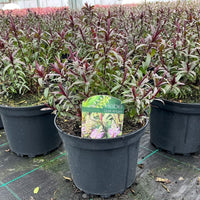 A potted Hebe 'Dark Angel' plant in a black nursery pot, situated in a greenhouse row of similar plants. The plant features green leaves with reddish-purple undersides and stems, with a green and pink product label visible in the center.