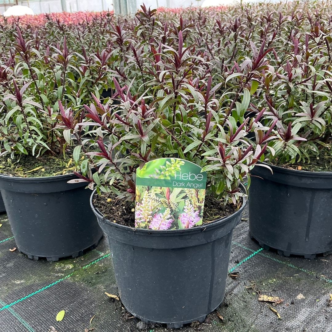 A potted Hebe 'Dark Angel' plant in a black nursery pot, situated in a greenhouse row of similar plants. The plant features green leaves with reddish-purple undersides and stems, with a green and pink product label visible in the center.