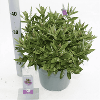 Hebe ‘Donna Emma’ in bloom with glossy evergreen foliage and upright purple-pink flower spikes.