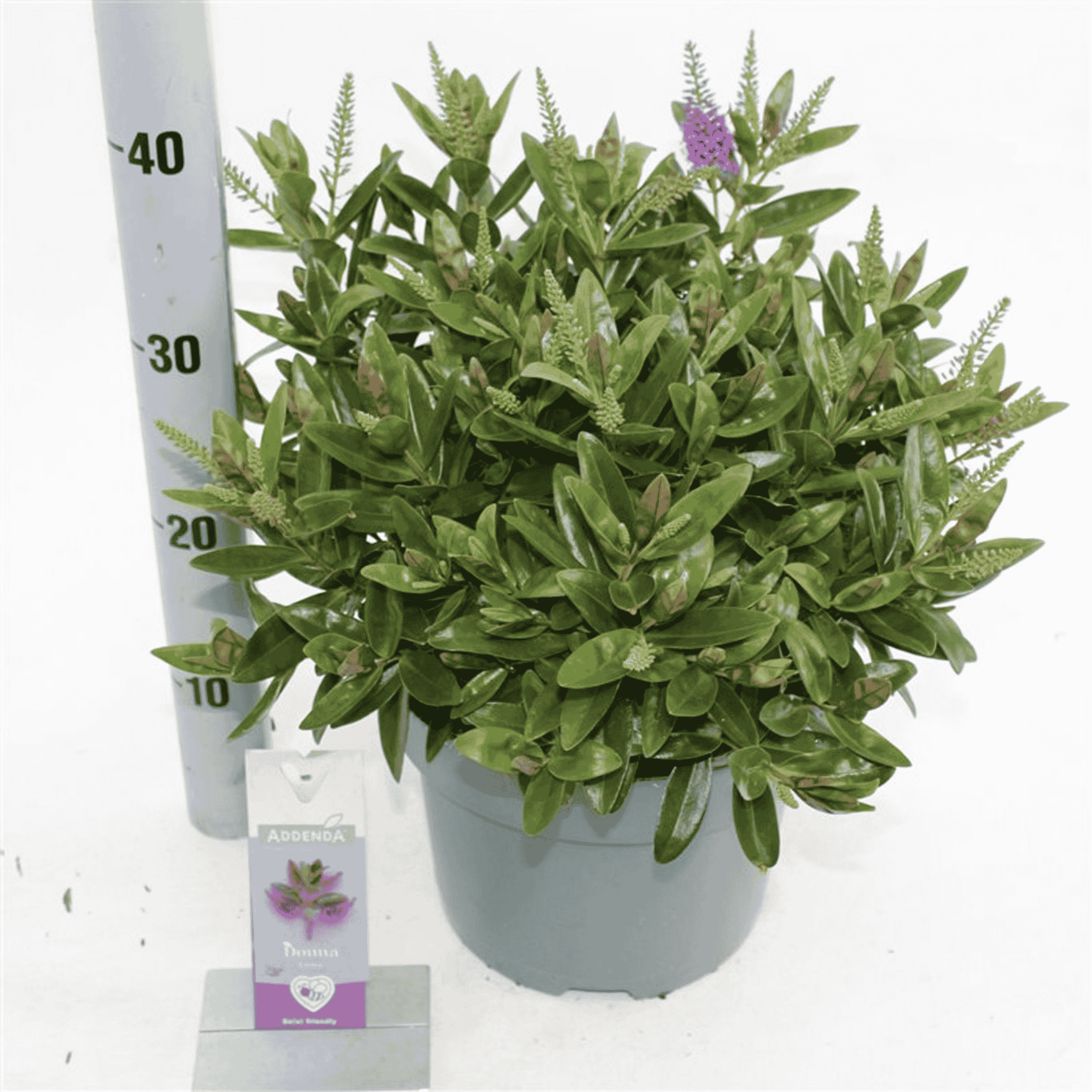 Hebe ‘Donna Emma’ in bloom with glossy evergreen foliage and upright purple-pink flower spikes.