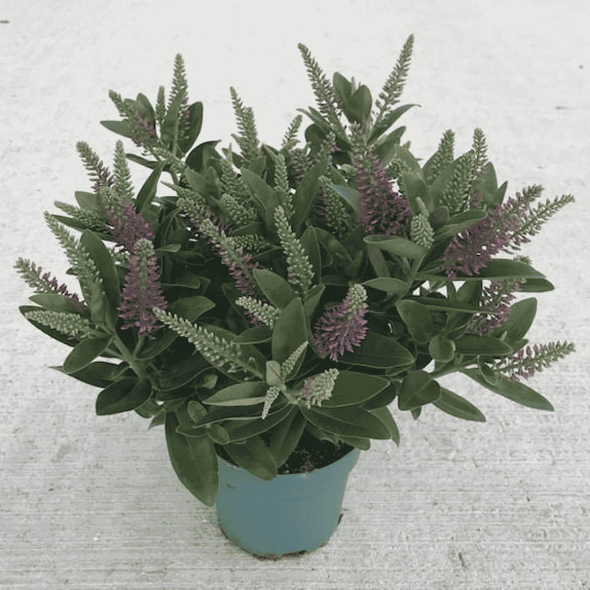 Close-up of Hebe ‘Donna Emma’ with glossy dark green foliage and upright purple-pink flower spikes.