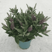 Close-up of Hebe ‘Donna Emma’ with glossy dark green foliage and upright purple-pink flower spikes.
