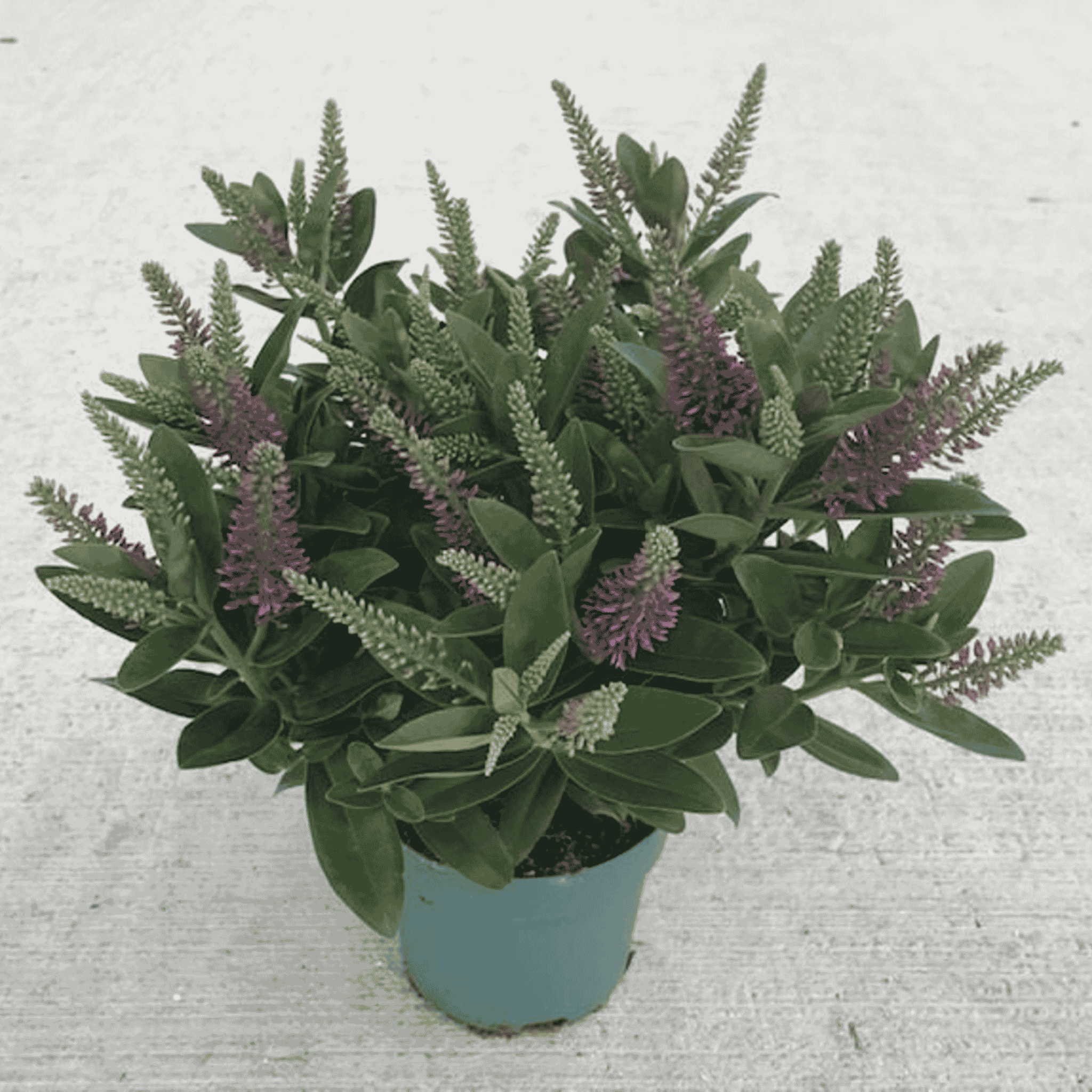 Close-up of Hebe ‘Donna Emma’ with glossy dark green foliage and upright purple-pink flower spikes.