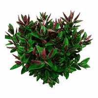 Hebe Donna® ‘Eva’ showing deep pink flower spikes above glossy dark green evergreen foliage.