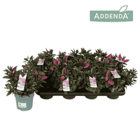 Close-up of Hebe Donna® ‘Eva’ with glossy dark green foliage and deep pink flower spikes in bloom.