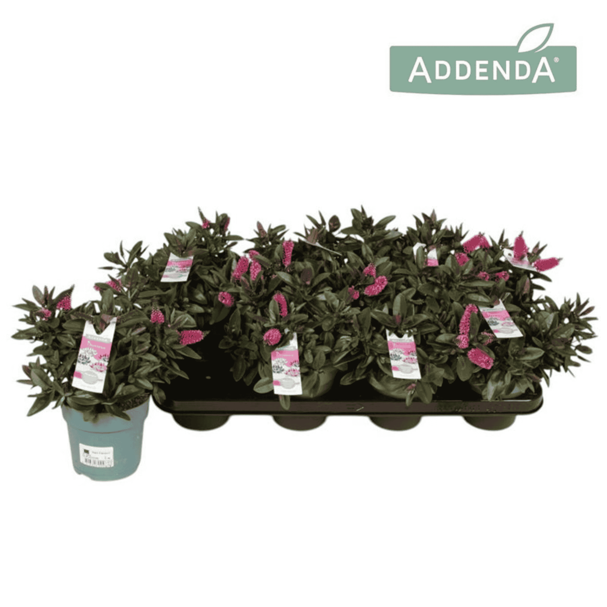 Close-up of Hebe Donna® ‘Eva’ with glossy dark green foliage and deep pink flower spikes in bloom.