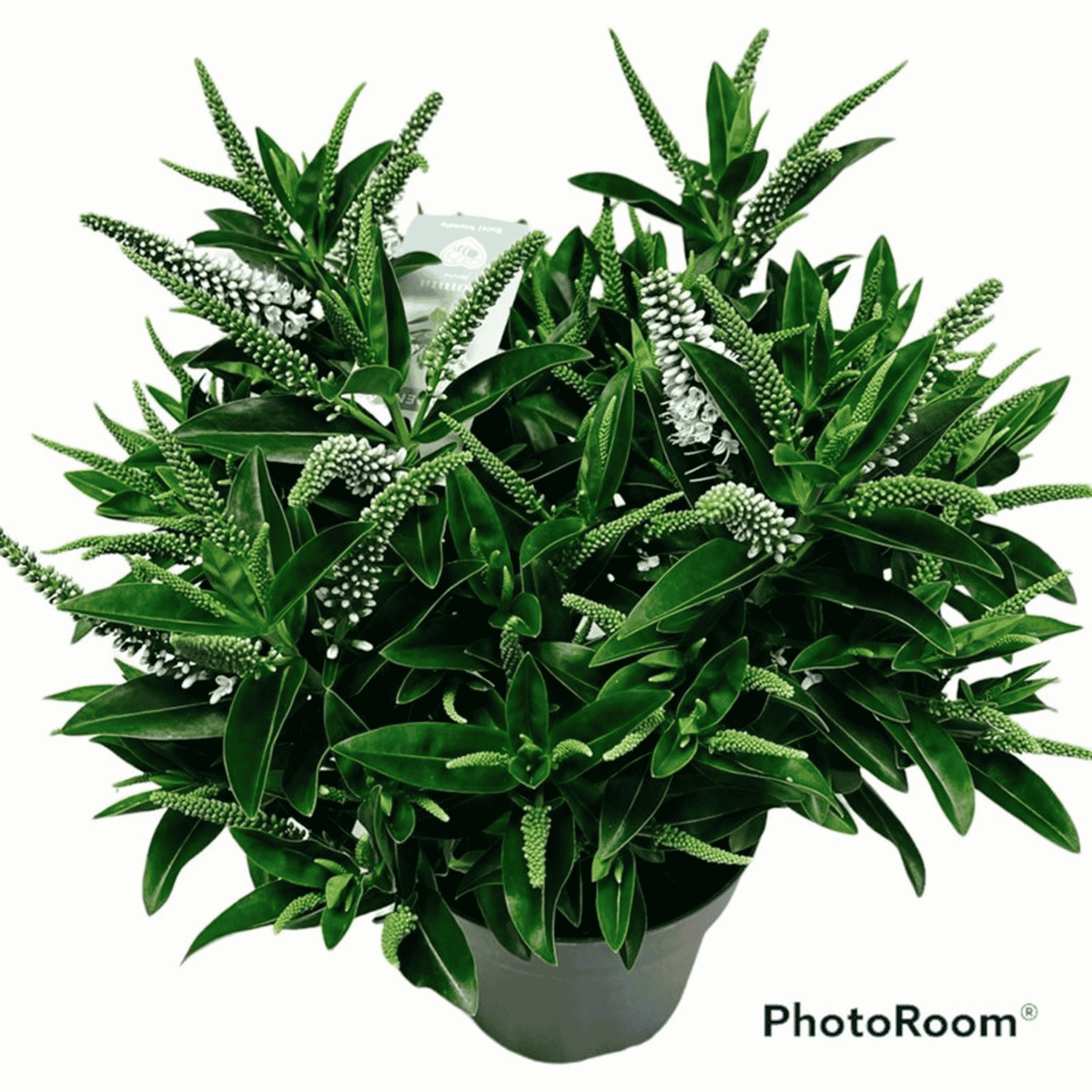 Close-up of Hebe Donna® ‘Jenna’ with green evergreen foliage and elegant white flower spikes in bloom.