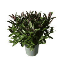 Close-up of Hebe Donna® ‘Nikka’ with glossy green evergreen foliage full of buds.