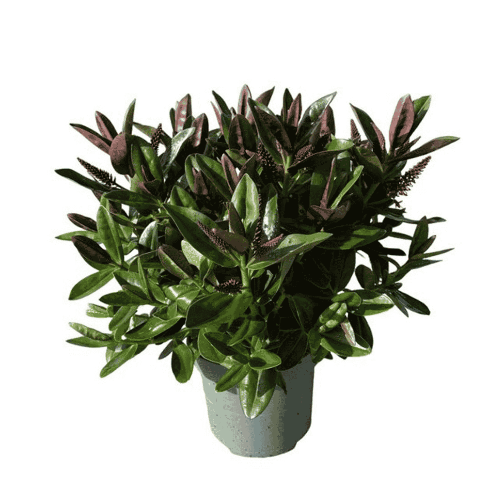 Close-up of Hebe Donna® ‘Nikka’ with glossy green evergreen foliage full of buds.