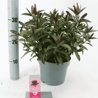 Close-up of Hebe Donna® ‘Nikka’ with glossy green evergreen foliage and deep pink flower spikes in bloom.