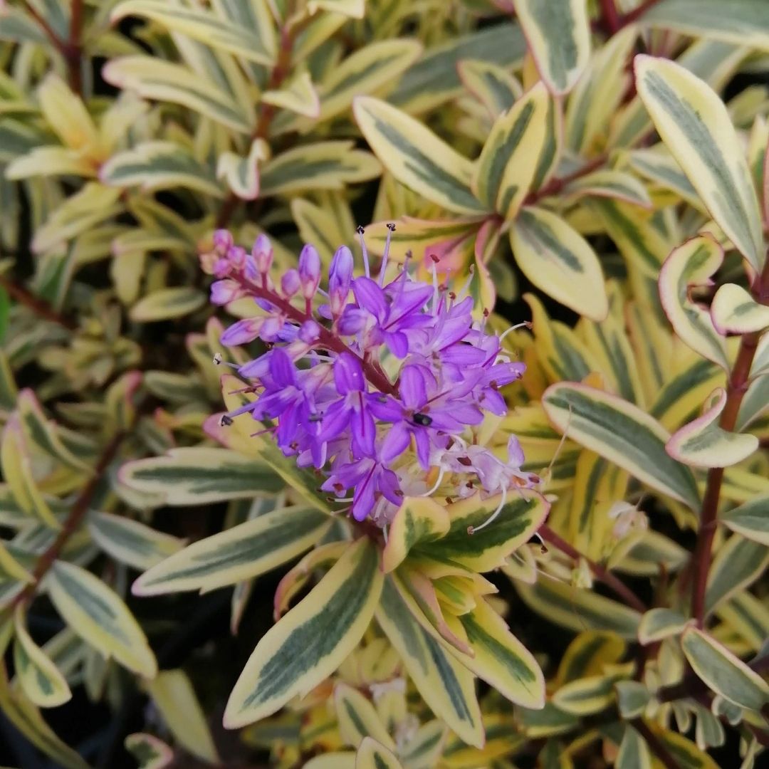 Hebe ‘Eyecatcher’ with purple flowers and green leaves edged in cream and pink