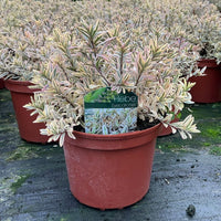A potted Hebe 'Eyecatcher' plant with variegated green, cream, and pinkish leaves, in a terracotta-colored plastic nursery pot with a green brand tag, set on a dark ground cover with other pots in the background.