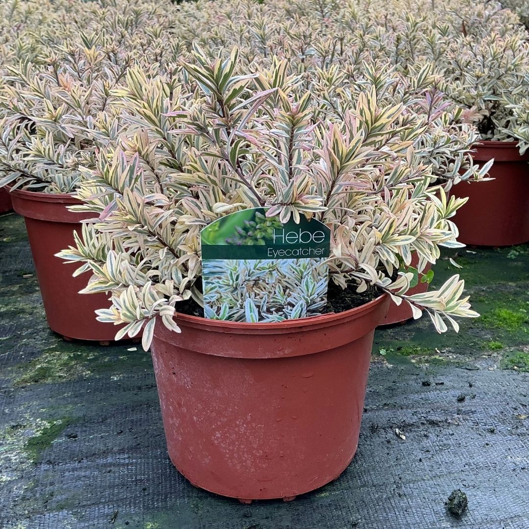 A potted Hebe 'Eyecatcher' plant with variegated green, cream, and pinkish leaves, in a terracotta-colored plastic nursery pot with a green brand tag, set on a dark ground cover with other pots in the background.