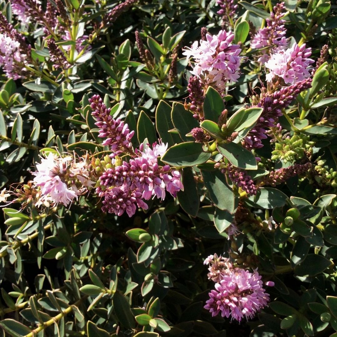 Close-up of a flowering plant with clusters of pink blossoms and green leaves in a natural outdoor setting.