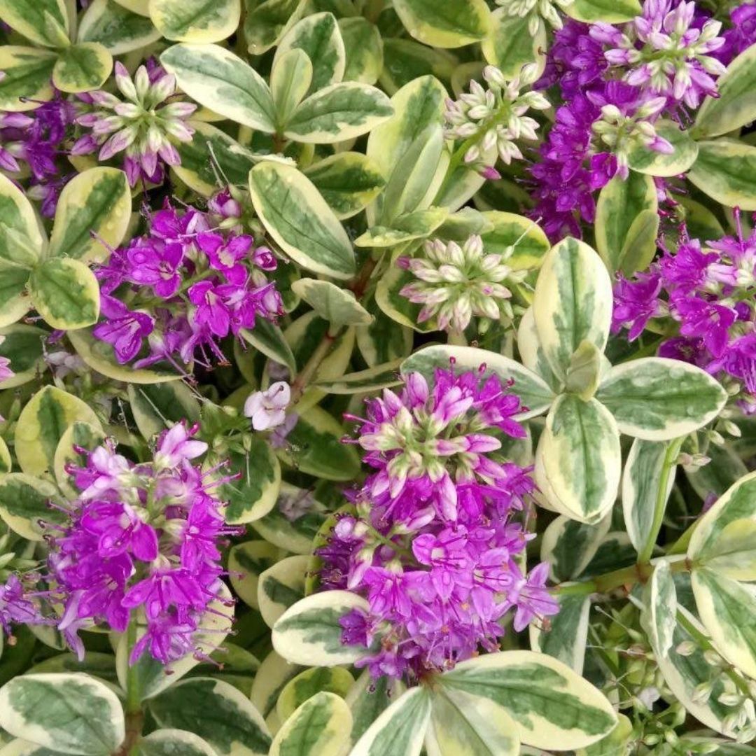 Close-up of a variegated groundcover plant with oval green and cream leaves and clusters of small purple flowers.