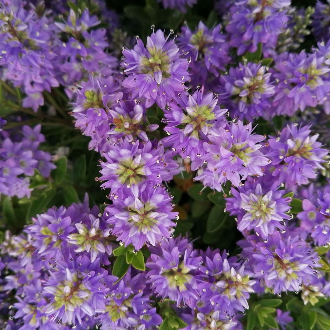 Close-up of dense clusters of small purple flowers with green leaves, photographed in full bloom.