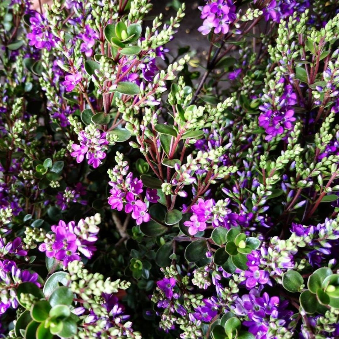 Close up of Hebe garden beauty purple lush green compact foliage and beautiful purple blooms