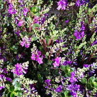 Close up of Hebe garden beauty purple lush green compact foliage and beautiful purple blooms