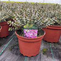 A potted Hebe Garden Beauty Purple plant in a terracotta-colored plastic nursery pot, situated in a greenhouse row of other potted plants. The tag on the pot shows a purple flower graphic.