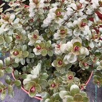 A close-up of a leafy Hebe with oval green leaves and reddish-pink centers, growing in a pinkish-red pot.