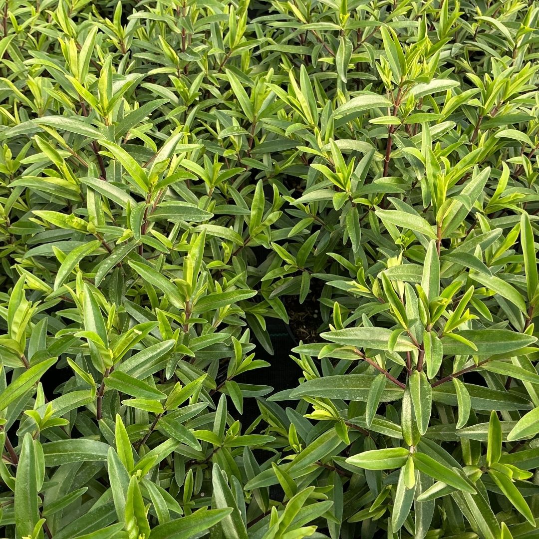 Close-up of a dense green leafy plant with narrow elongated leaves and reddish-purple stems, filling the frame.