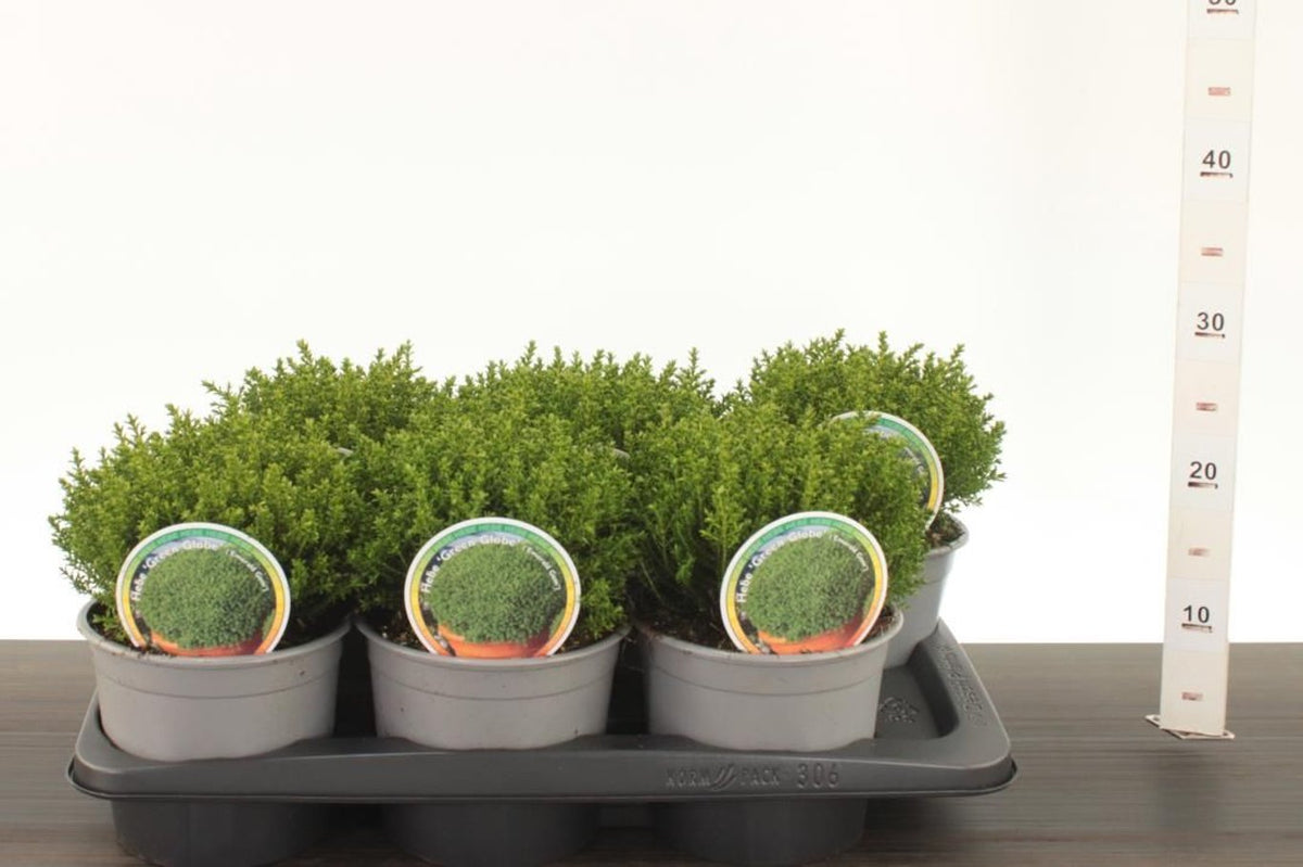 Hebe green globe, compacted evergreen shrub, 2 litre pot